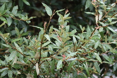 Quercus hypoleucoides