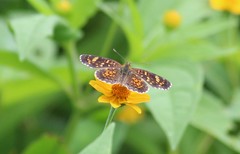 Phyciodes pallescens