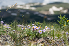 Erigeron pinnatisectus