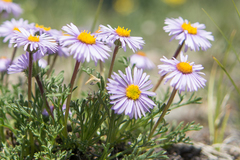 Erigeron pinnatisectus