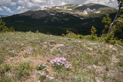 Erigeron pinnatisectus