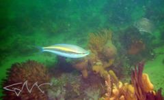 Pentapodus paradiseus