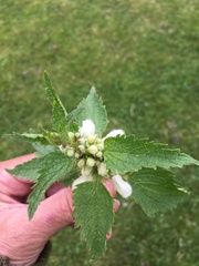 Lamium album