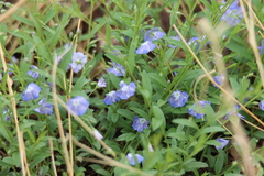 Evolvulus arizonicus