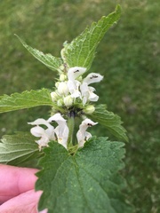 Lamium album