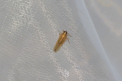 Stenocranus matsumurai