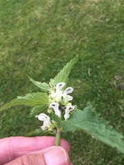 Lamium album
