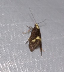 Polix coloradella