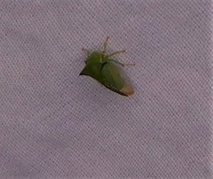 Stictocephala militaris