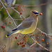Waxwings - Photo (c) David Rosen, some rights reserved (CC BY-NC)