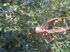 Protobalandricus spectabilis