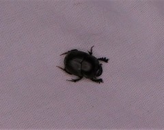 Onthophagus taurus