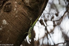 Anolis roquet salinei