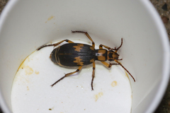 Pheropsophus javanus