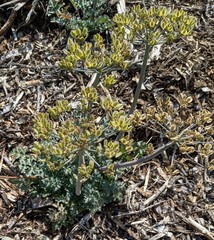 Lomatium parvifolium