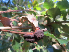 Disholandricus chrysolepidis