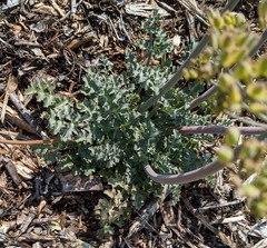 Lomatium parvifolium