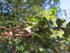 Disholandricus chrysolepidis