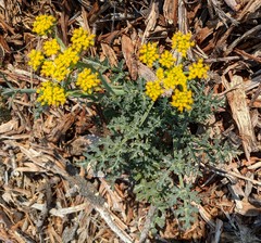 Lomatium parvifolium