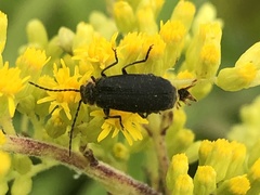 Polemius laticornis