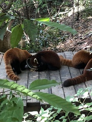 Ailurus fulgens