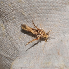 Stathmopoda stimulata