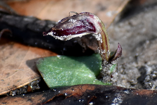 Corybas fordhamii observed 2021-07-21