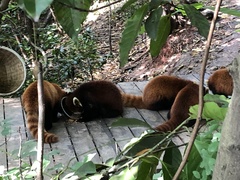 Ailurus fulgens