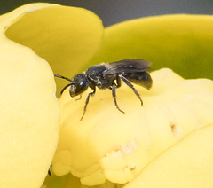 Hemihalictus
