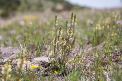 Pedicularis parryi
