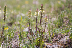 Pedicularis parryi