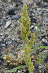 Rumex triangulivalvis
