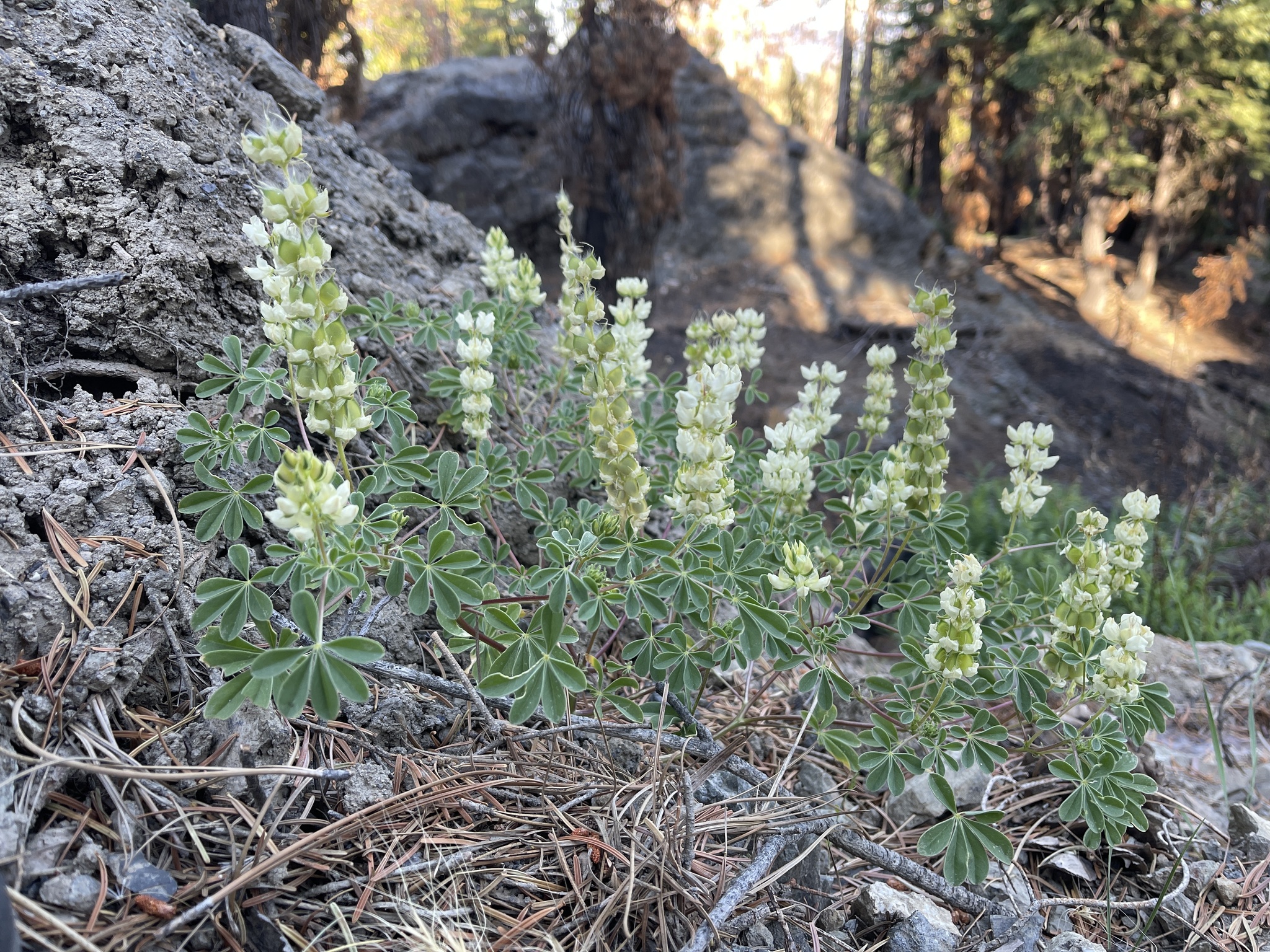 Lupinus luteolus