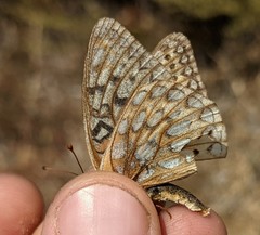 Speyeria callippe comstocki
