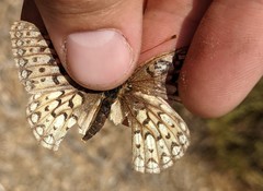 Speyeria callippe comstocki