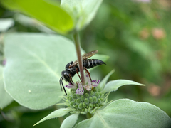 Coelioxys octodentatus