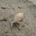 photo of Pacific Sand Crab (Emerita analoga)