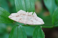 Pareclipsis gracilis