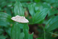 Pareclipsis gracilis