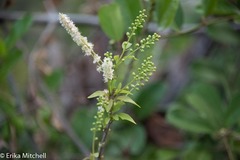 Petiveriaceae