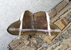 Hemeroblemma mexicana