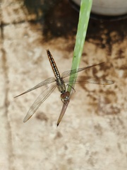 Brachythemis contaminata