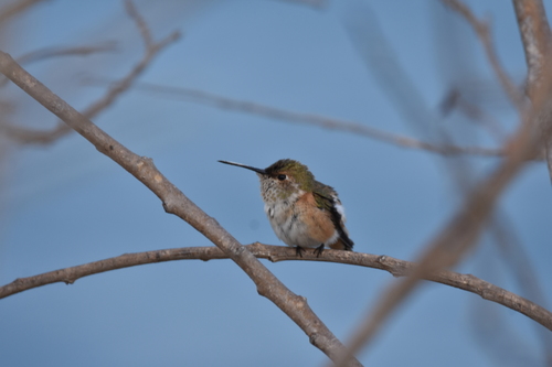 photo of Allen's Hummingbird (Selasphorus sasin)