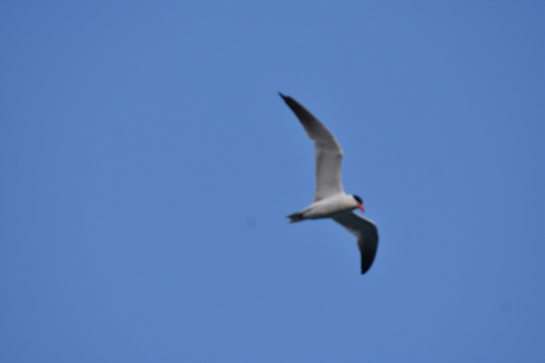 photo of Caspian Tern (Hydroprogne caspia)