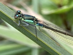 Ischnura gemina