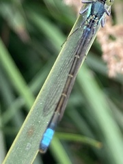 Ischnura gemina