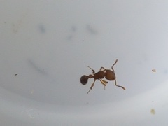 Tetramorium lanuginosum