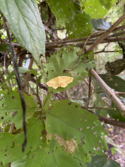 Periclina