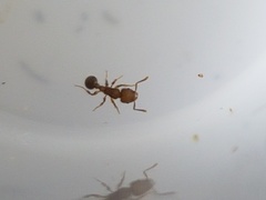 Tetramorium lanuginosum