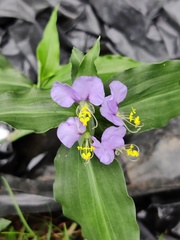 Commelina undulata